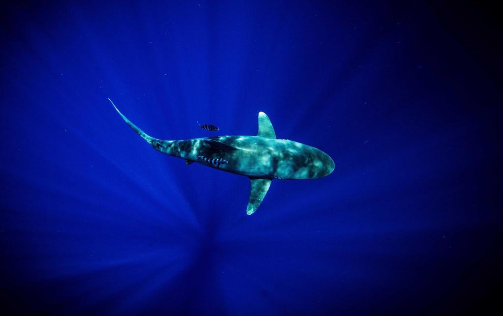 species : Silky sharks, Dusky sharks, Blue sharks, Tuna, variety of fish species The dives : We offer two dives per day Dive