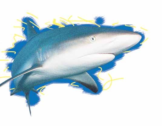 Marine Designs Graphic Ts Tiger Sharks Deco -