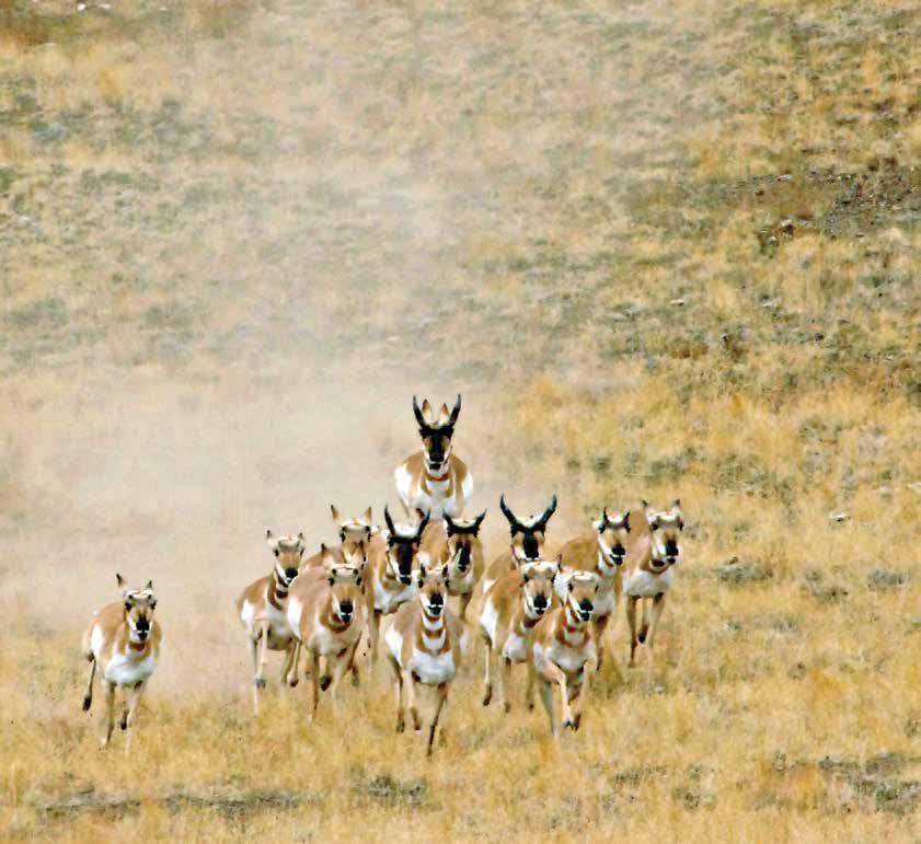 2018 Pronghorn Antelope and Elk HUNT DRAW INFORMATION Use this booklet to apply for Arizona s 2018 Pronghorn Antelope and Elk hunt drawing.