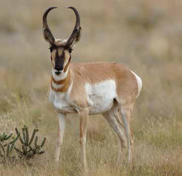 Pronghorn Antelope Hunts License Required Tag Required Hunt Numbers Required LEGAL REQUIREMENTS 16 Arizona Game and Fish Department www.azgfd.