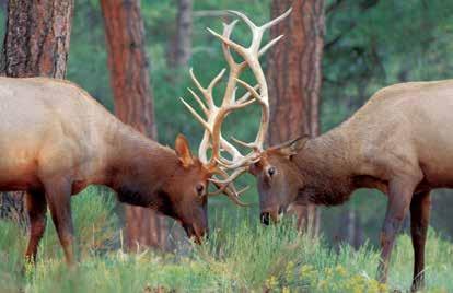 Elk Hunts License Required Tag Required Hunt Numbers Required Legal Methods of Take Legal Animal Definition Bag Limit LEGAL REQUIREMENTS n Distribution For further information on elk, their habitat,