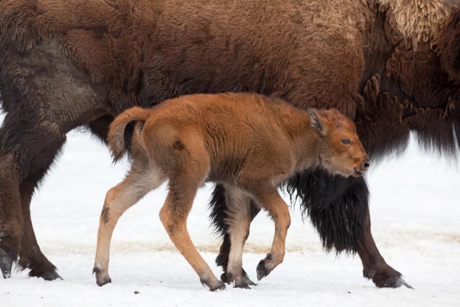 Grade Level: 7-8 WOOD BISON CURRICULUM Lesson 3 Tracks and Trails (Natural History Lesson) Alaska Standards: Math: S&P- 1, S&P- 4, S&P-6; PS-2, PS-3, PS-5. Science: SC1.2, SE2.1, SF1.