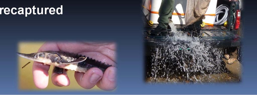 Group 2000 first release of Lake Sturgeon juveniles into French Broad River 2015 -