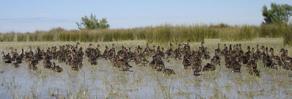 Fate of one released mallard Producers Sold at one day old Local game breeders