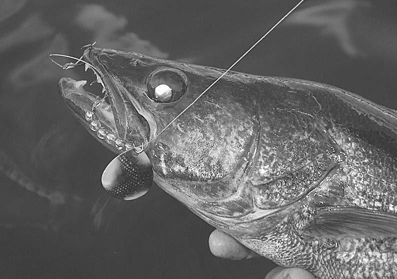 OFF SHORE RELEASE Page 2 TADPOLES RULE The new OR36 1 and OR36 2 Off Shore Tackle Resettable Diving Weights (Tadpoles for short) is about to change the way anglers troll with weight systems.