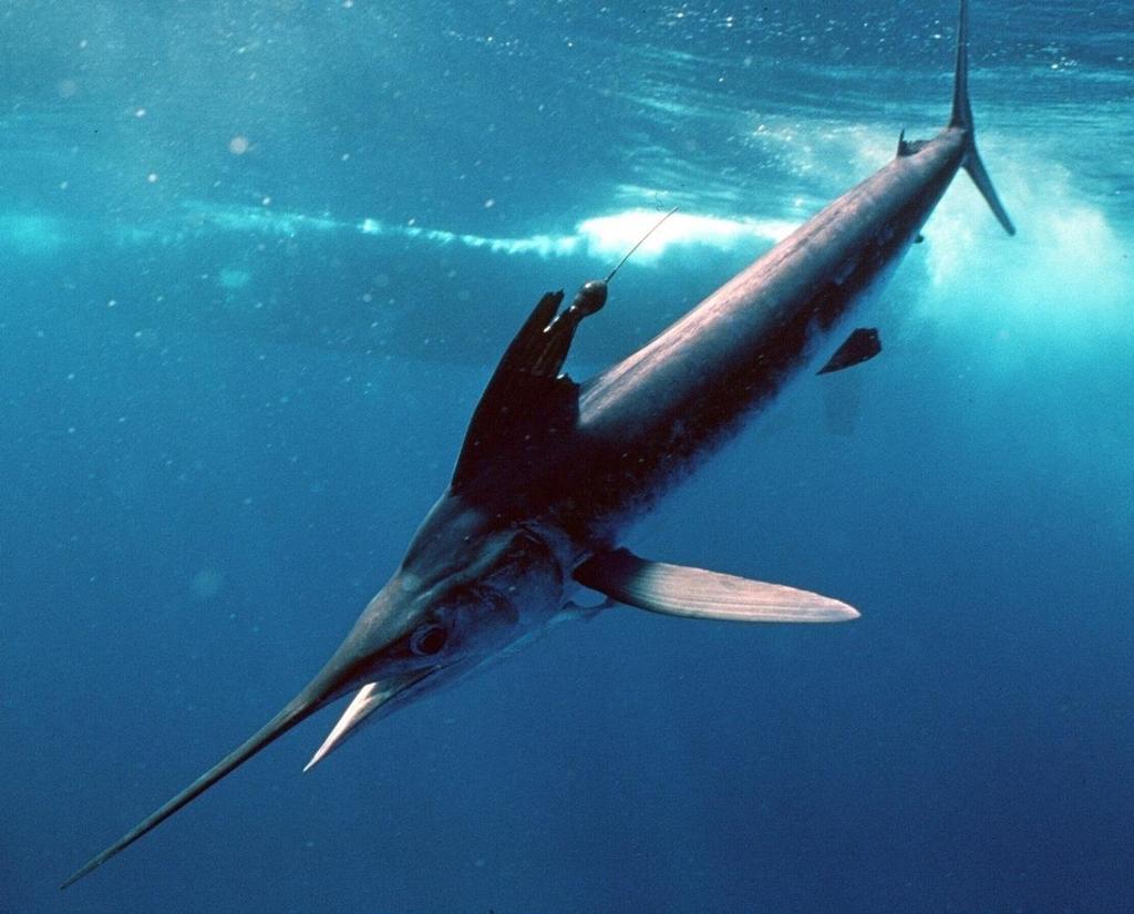 White marlin: Background and fishery Wide-ranging!