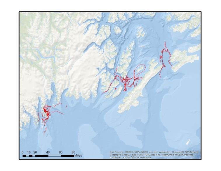 During 2015 fieldwork we documented 264 resident killer whales in 17 pods, all of 7 remaining whales in the AT1 transient population, and 24 whales in the Gulf of Alaska transient population.
