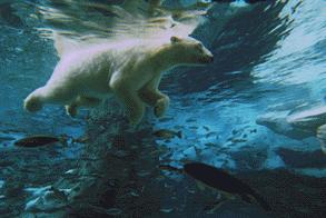 Polar Bears Don t really have algae growing in their fur--at least not naturally Are so well insulated, that if
