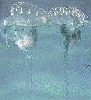 Coelenterates-->Siphonophores Bodies are more than 95% water Use a pneumatophore for
