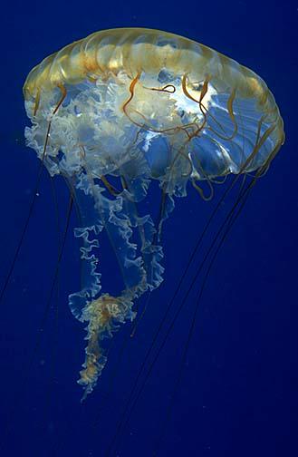 (stingers) Coelenterates-->Scyphazoans True jellyfish Don t contain a floatbag Uses