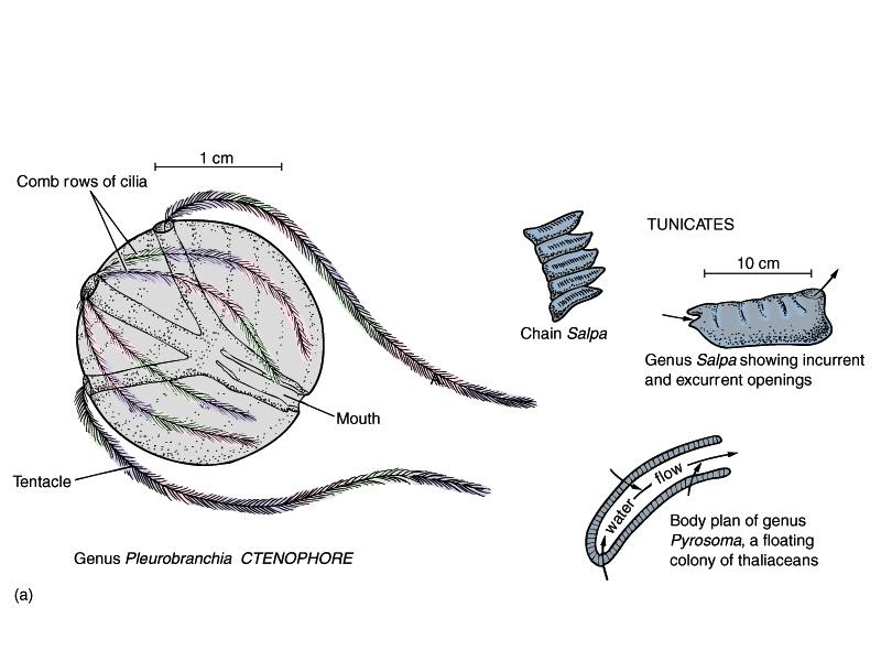 material to depth Ctenophores Also called comb