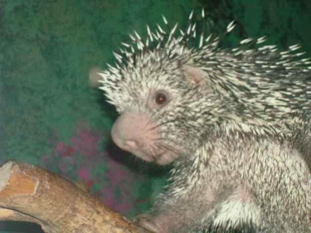 AMAZON Prehensile Tailed Porcupine This interesting looking creature is a large, tree-dwelling rodent that is covered with stout, barbed quills.