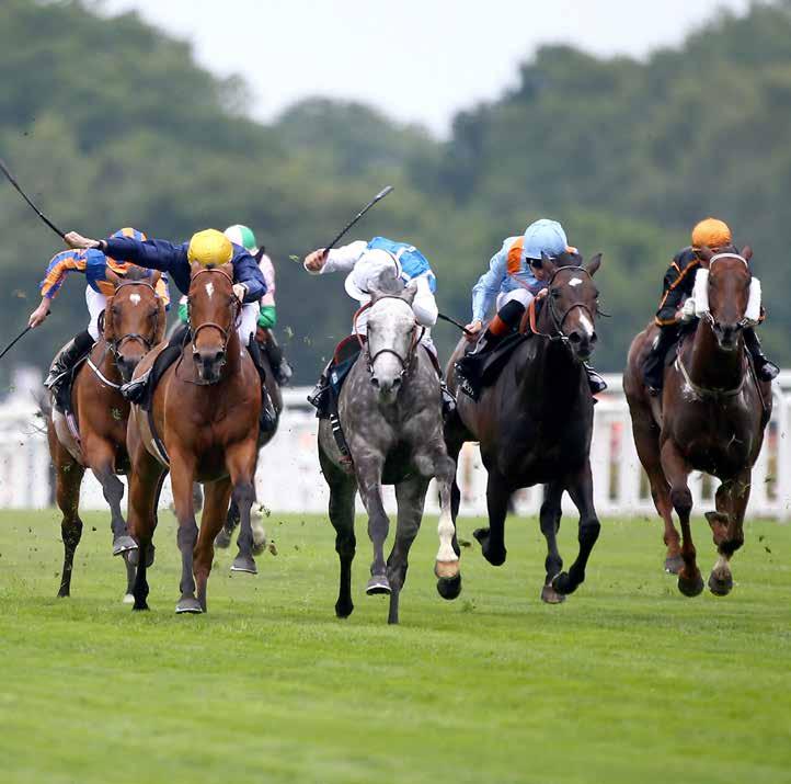 The BHA s Rules of Racing (Rules) stipulate that international visiting horses compete on equal terms with each other and resident British horses; that is to say, they race free from the effects of