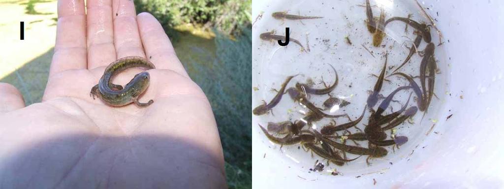 Figure 4: I Larval AMMA trapped near midway around a pump-house intake. J 24 larval AMMA caught in a single mesh trap. K Aquatic AMMA larvae in standing water beside a culvert near Princeton.