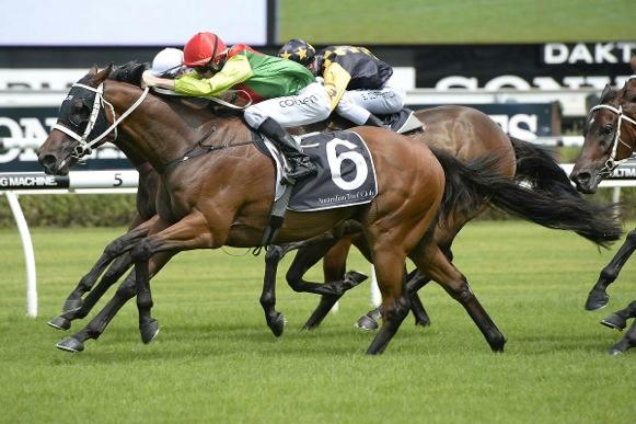 CHRIS WALLER RACING CHRIS WALLER RACING WINNERS THIS WEEK Heart testa 5yo G by Testa Rossa Graciela (Flying Spur) He may not be big in stature but he makes up for it in heart and will to win as he