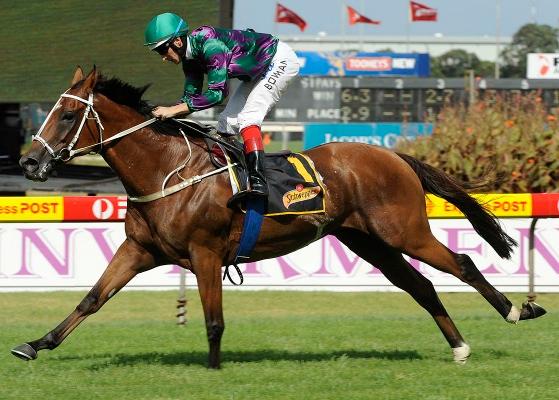Having won the race with Silky Red Boxer in 2007, Hawk Island in 2011 and Opinion last year the race is a time honoured staying event run at Rosehill that up until last year was run over 2000m before