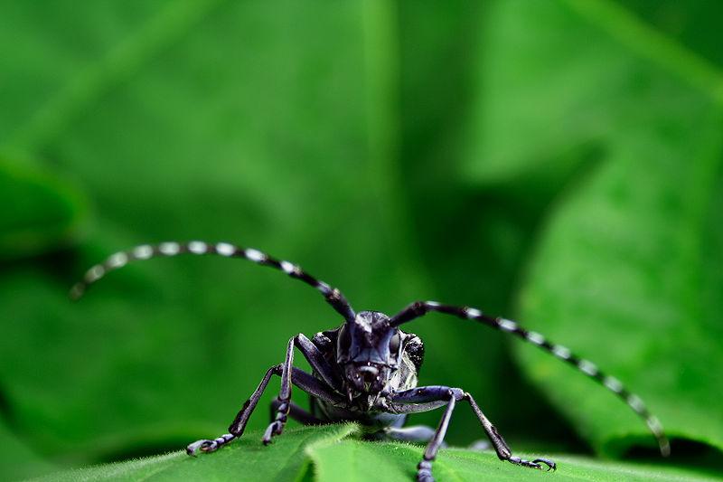 1 Invasive Species Student Worksheet Asian long-horned beetle (Anoplophora glabripennis). Kyle T. Ramirez Kyle T.