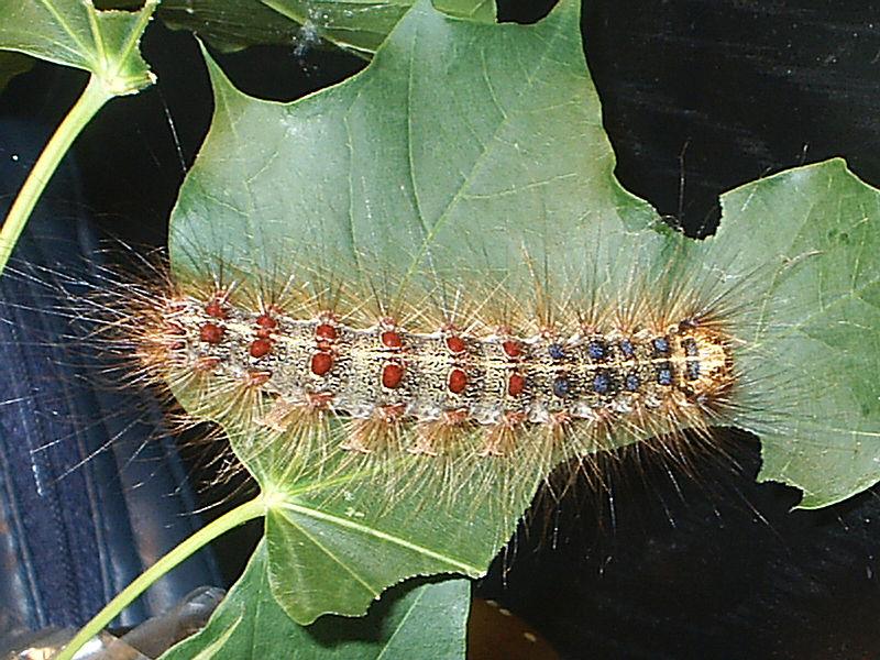 5 Activity 3: Asking Questions about Invasive Species Gypsy-moth caterpillar (Lymantria dispar). Tonio H. Tonio H. View the PowerPoint about asking open versus closed questions.