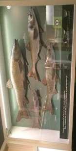 Natural History Public Royal Ontario Museum s Biodiversity Gallery Asian Carp Exhibit: