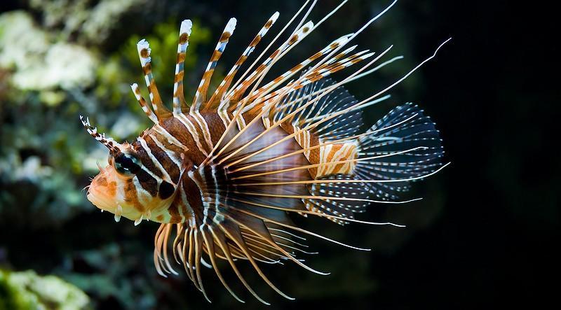 Invasive lionfish threaten Gulf of Mexico ecosystem By Pam LeBlanc, Austin American-Statesman Jun. 12, 2014 4:00 AM A lionfish in a picture taken at the Zoo Schnbrunn, Vienna, Austria.