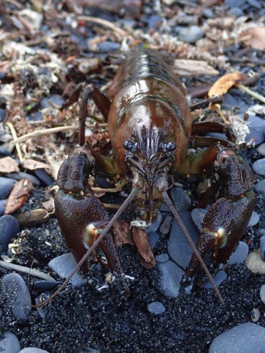 Signal Crayfish on Kodiak Island Only known breeding population in Alaska is in Buskin River & Lake First noted presence in Buskin Watershed in 2002 Alaska Department of Fish &
