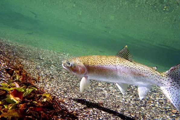 in sturgeon spawning 100% upstream fish