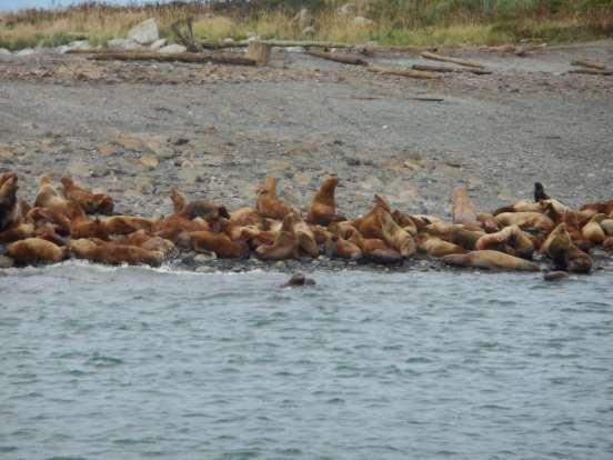 Sea lions making a lot of noise.