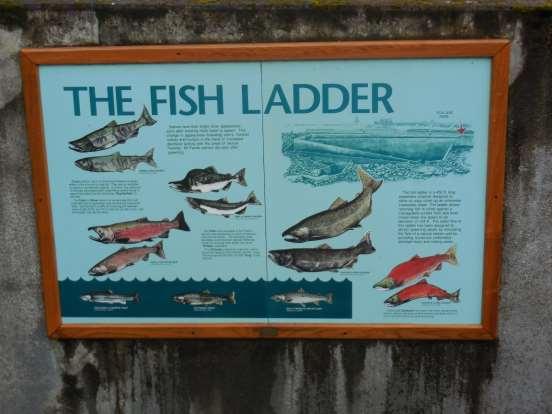 Sign: The Fish Ladder is a 450 ft.