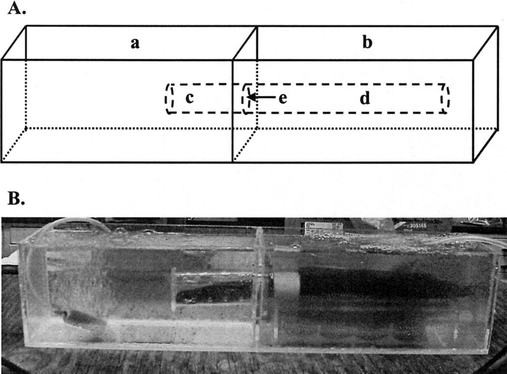 126 SIEFKES ET AL. FIG. 1. A) Schematic of the bisected aquarium used to collect washings from anterior and posterior regions of spermiating male sea lampreys.