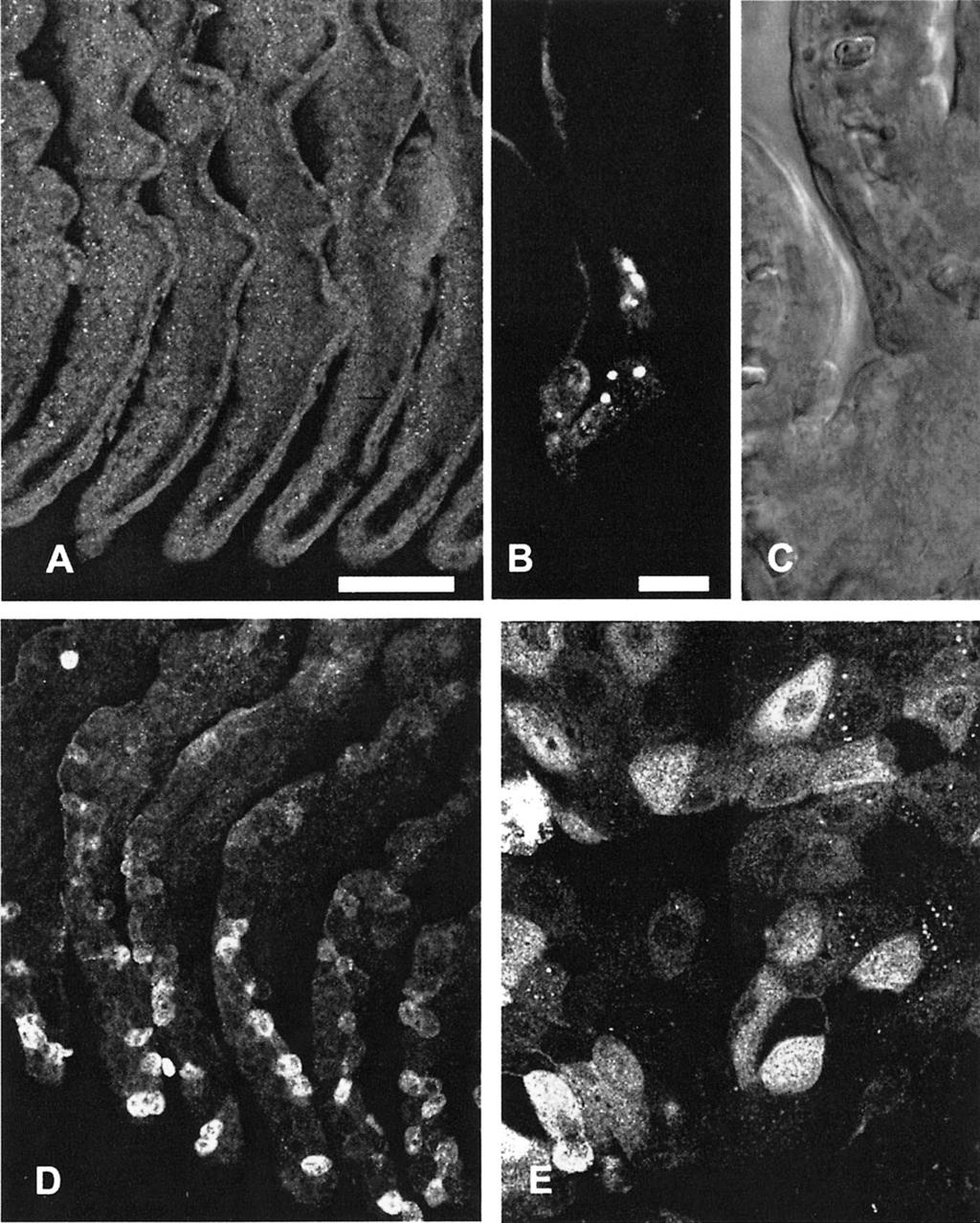128 SIEFKES ET AL. FIG. 5. Confocal microscopy of pheromone immunocytochemistry against gill platelets from prespermiating (A C) and spermiating (D and E) male lampreys.