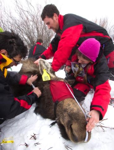 We recorded calf recruitment for 37 recaptured females as well as 3 newly captured moose