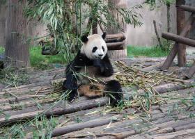 Pandas find their home in the geographic and economic heart of China which is also home to millions of people.