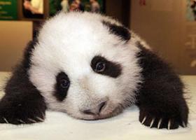 Giant Pandas are very strong and can be fierce, so you will not be able to handle them.