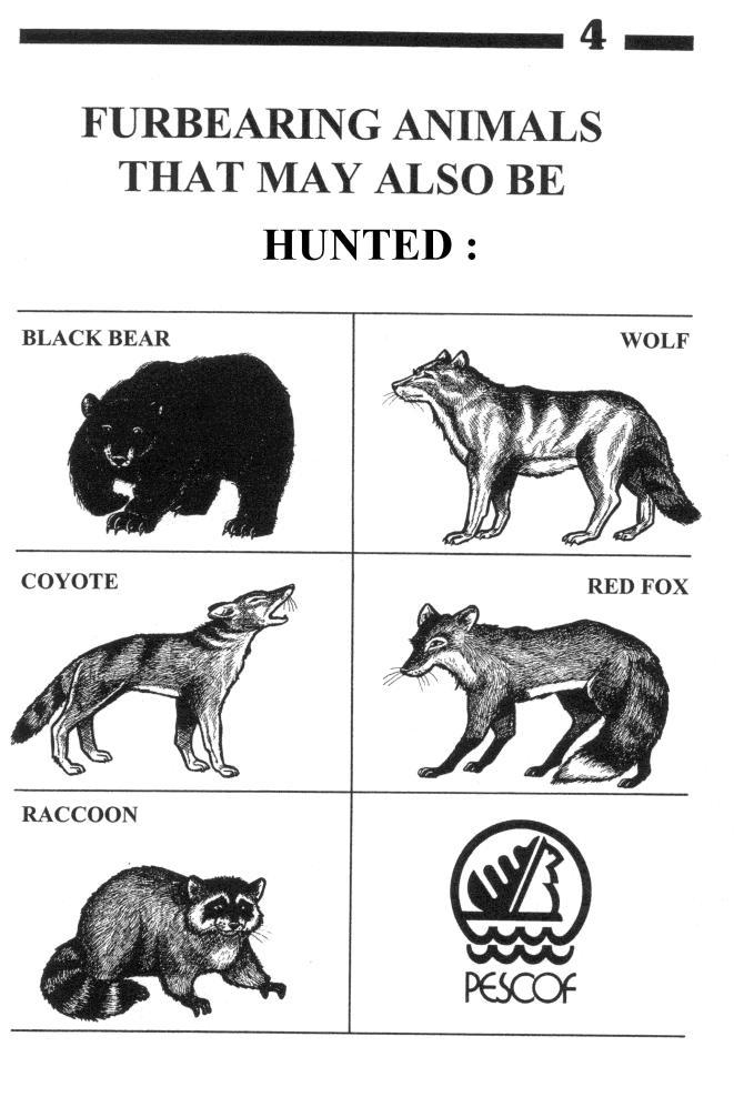 Hunting certain furbearing animals A person may hunt certain furbearing animals (black bear, wolf, coyote, red fox, raccoon) in the hunting zones where there is a hunting season for these species,