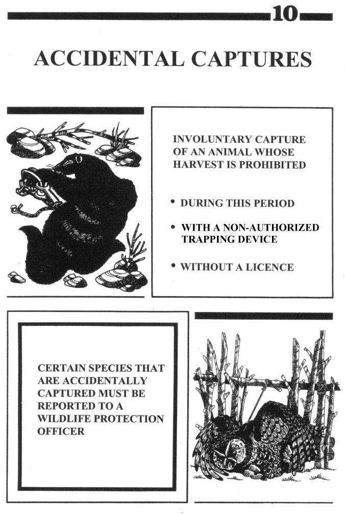 In all cases were an animal captured accidentally is uninjured and alive, the trapper must immediately release the animal.