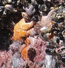 Phylum Echinodermata starfish and relatives larva - bilateral symmetry adults -