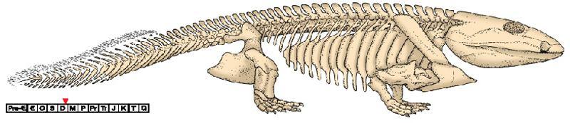 The skeleton of Ichthyostega, the first amphibian. Ichthyostega retained many features of its fish ancestors, such as: 1. Scales 2. Similar skull structure, including arrangement of nostrils 3.