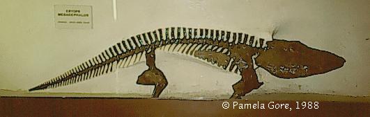 Eryops is a typical Permian amphibian, with short, powerful limbs, which suggest that it was primarily a land dweller.