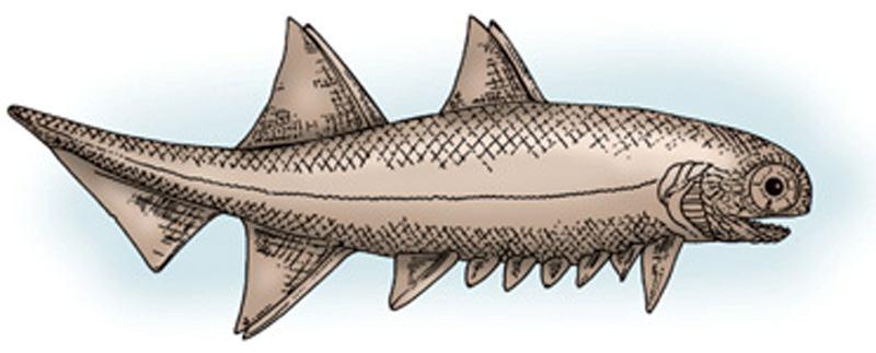 Both hypotheses are based on anatomy and embryology of living fishes. The first fish with jaws appeared in nonmarine rocks in the Late Silurian. 2.