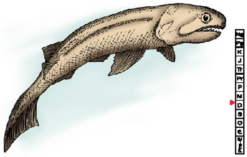 Cheirolepis, the Devonian ancestral bony fish. Bony fishes played a key role in the evolution of tetrapods (four-legged animals). Two types of bony fish are significant: A.