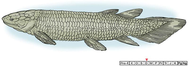 First appeared in Devonian freshwater lakes and streams, and then expanded their geographic range to the sea. B. Subclass Sarcopterygii - the lobe-finned fish or lungfish.