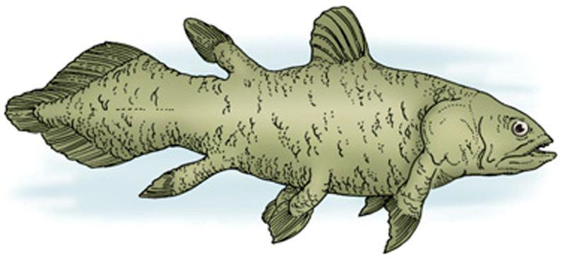 Latimeria, a modern coelacanth about 2 m long, living near Madagascar. Note the similarity of the tail to that of Eusthenopteron fossils, above.
