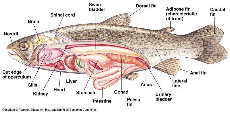 3) Class Osteichthyes (Bony Fish): Example: Perch, trout, salmon (almost any fish you can think of ) - The bony fish (skeleton of bone) make