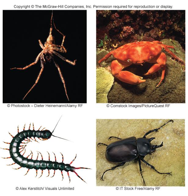 Arthropods All arthropods have jointed appendages, including legs, wings, antennae, and mouthparts Without jointed appendages, it is impossible to walk, fly, or grasp an object Arthropods also