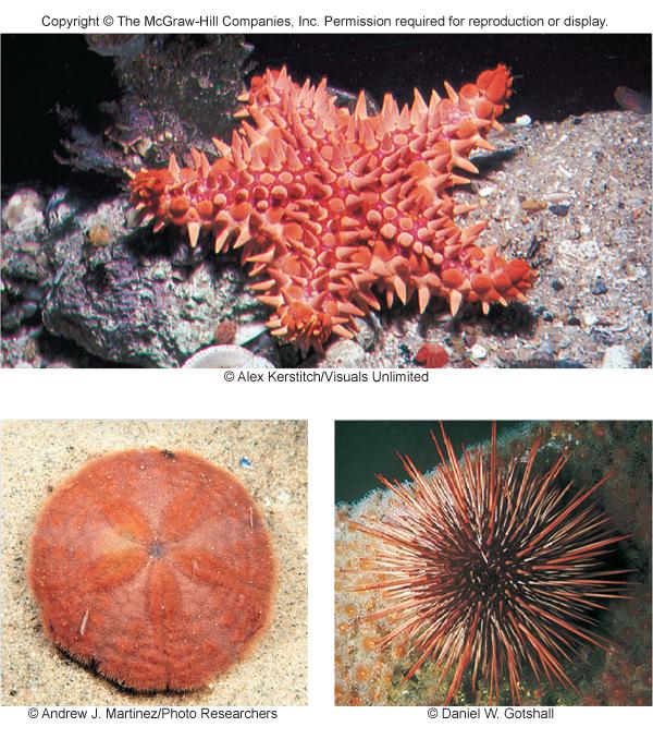 Echinoderms Echinoderms (phylum Echinodermata) were the first deuterostomes to evolve their name means spiny skin, which refers to an endoskeleton composed of hard, calcium rich plates called