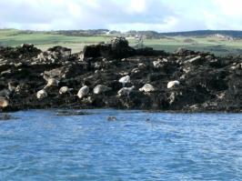 Up and Coming Trips (Continued) CLUB TRIP - Anglesey (Boat Dive) 13 th May 2012,