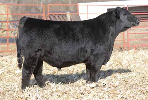 This Total Recall daughter has also done a great job for us. What a great female producer this bull could be. He is long spined and soft middled. A bull that is very well balanced.