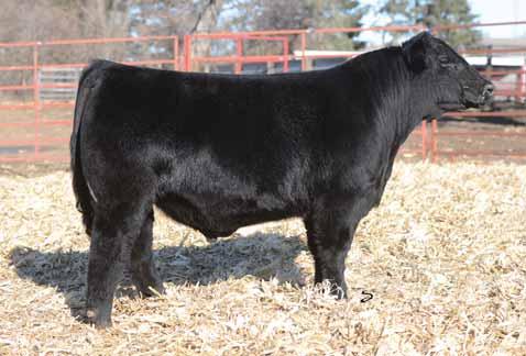 and 27 in the sale. These Up Town sired cattle are sure to put extra body and easy fleshing ability into your calf crop.
