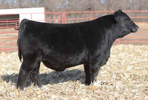 OHL Bellar Catalog 2017.qxp_Layout 1 1/6/17 9:04 AM Page 13 14 OHL Dual Purpose 4221D Tag: 4221 02.15.16 Black Angus 61 lbs. 692 lbs.