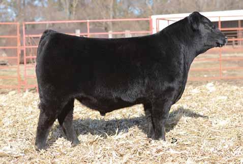A birth weight of 61 pounds and an actual weaning weight of 715 pounds and he has not stopped. Calving ease, performance, and the extra look all right here.